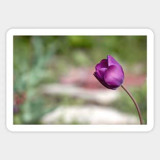 Not afraid to be alone, purple tulip flower altered photography Sticker